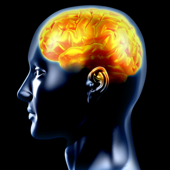 Teens Brain